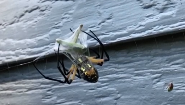 Mira cómo esta araña empaqueta su comida  - Sputnik Mundo