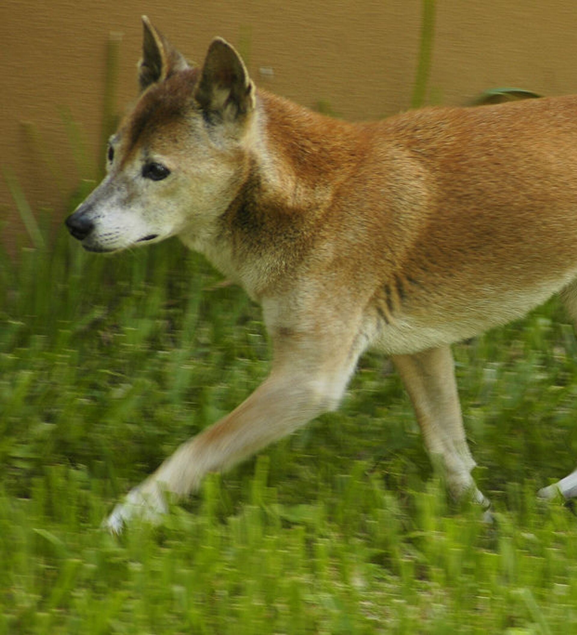 se puede criar un dingo con un perro