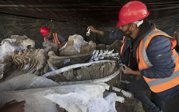 Los restos de mamuts encontrados en el sitio donde se construye el nuevo aeropuerto internacional de la Ciudad de México  - Sputnik Mundo