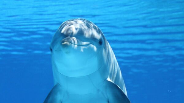 Foto referencial de un delfín - Sputnik Mundo
