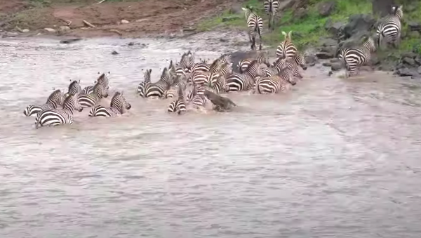 Cocodrilos atacan ñus y cebras en un río en Kenia - Sputnik Mundo