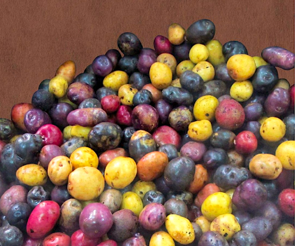 Chiloé, cuna de las papas que hoy existen en todo el mundo Chiloé, cuna de las papas que hoy existen en todo el mundo - Sputnik Mundo
