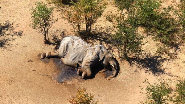 Un elefante muerte en Botsuana - Sputnik Mundo