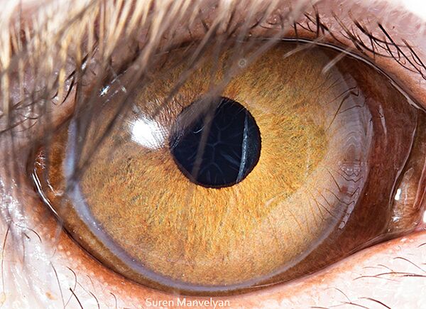 Los ojos de los animales, vistos por una cámara macro 

 - Sputnik Mundo