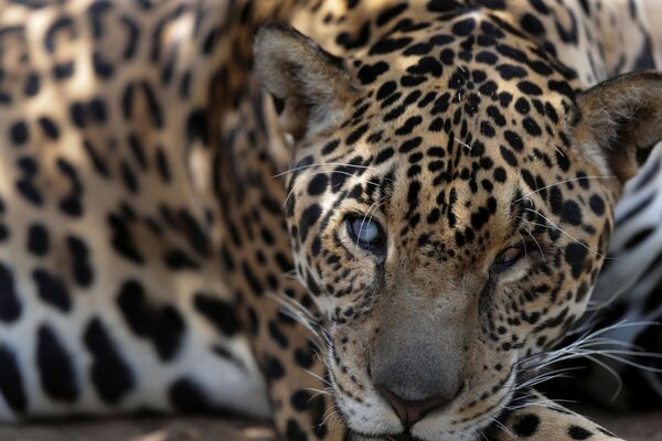 Así salvan a los jaguares de los incendios forestales en Brasil

 - Sputnik Mundo