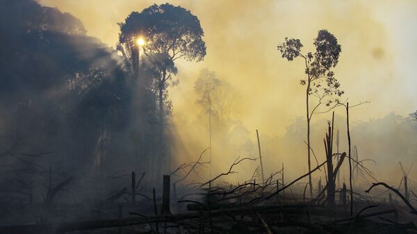 Un área consumida por los incendios en el estado de Amazonas, Brasil. 7 de agosto de 2020 - Sputnik Mundo