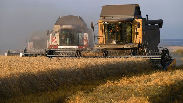 La cosecha de trigo en Rusia - Sputnik Mundo