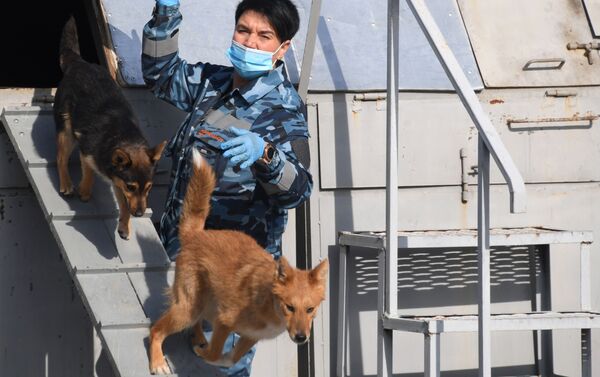 Entrenan a perros de la raza shalaika para detectar a los contagiados de COVID-19 - Sputnik Mundo