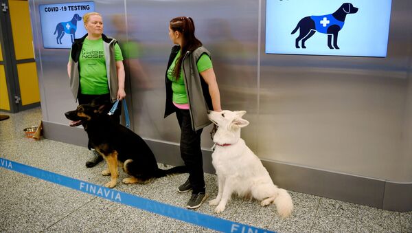 Perros entrenados para detectar el coronavirus en el aeropuerto de Helsinki, Finlandia - Sputnik Mundo