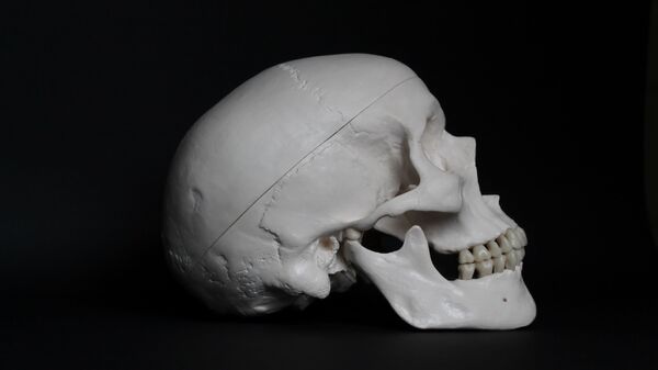 Un cráneo humano (archivo) - Sputnik Mundo