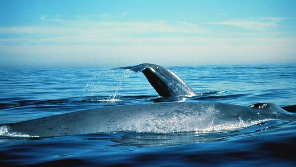 Una ballena azul - Sputnik Mundo