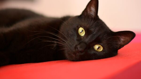 Un gato negro - Sputnik Mundo