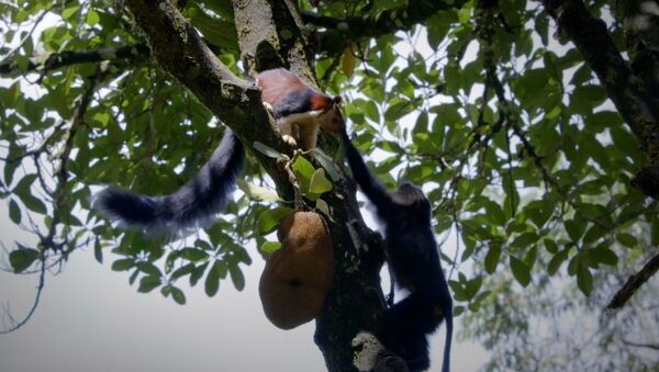 Un macaco abofetea a una ardilla por una fruta madura - Sputnik Mundo