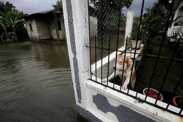 Собака за забором в районе Гондураса, пострадавшем от наводнения - Sputnik Mundo