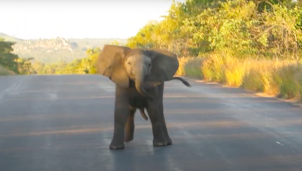 Un bebé elefante 'baila' en una carretera - Sputnik Mundo