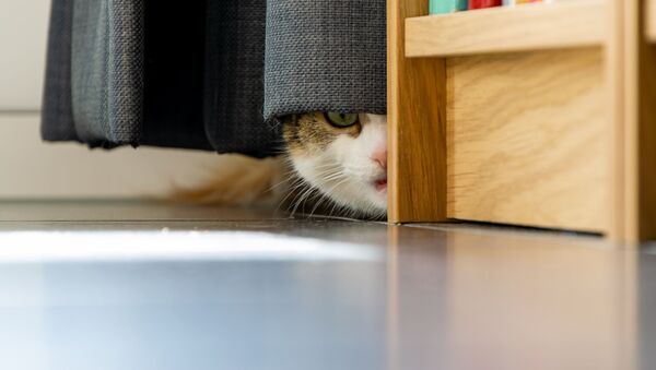 Un gato escondido detrás de unas cortinas - Sputnik Mundo