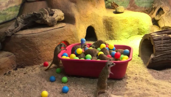 Una familia de suricatas se divierte en un pelotero en el zoológico de Moscú - Sputnik Mundo