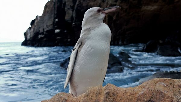 Un pingüino blanco en las Galápagos - Sputnik Mundo