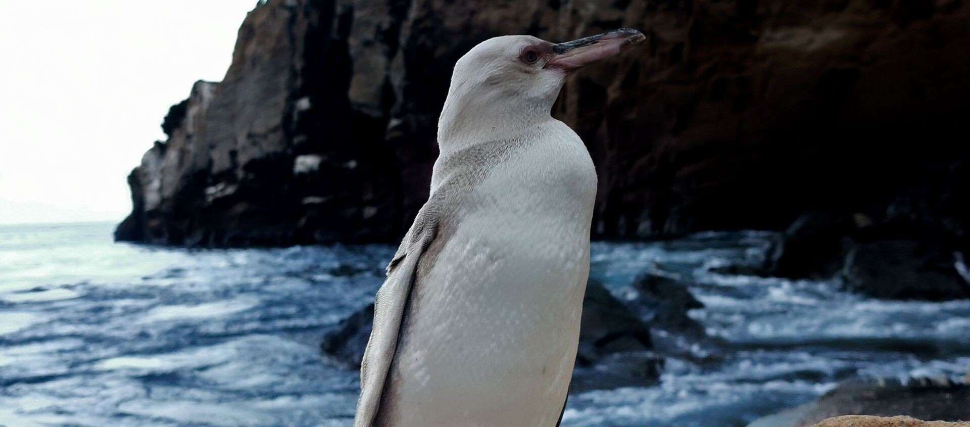 Un pingüino blanco en las Galápagos - Sputnik Mundo, 1920, 27.11.2020