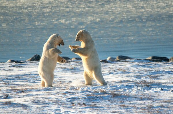 Osos polares en el Cabo Kozhevnikov en Chukotka, Rusia. - Sputnik Mundo