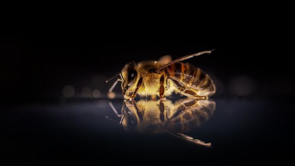 Una abeja, referencial - Sputnik Mundo