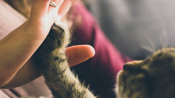 La mano de una persona y la pata de un gato - Sputnik Mundo
