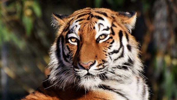 Un tigre ataca a su adiestrador en pleno espectáculo - Sputnik Mundo
