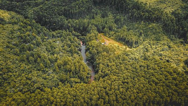 Un bosque en el sureste de Brazil (archivo) - Sputnik Mundo