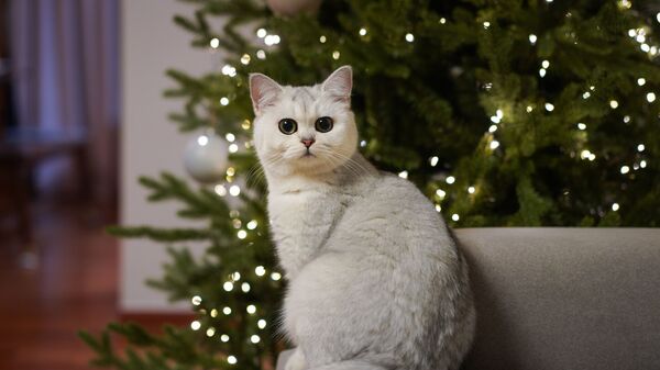 Un gato y un árbol de navidad al fondo - Sputnik Mundo