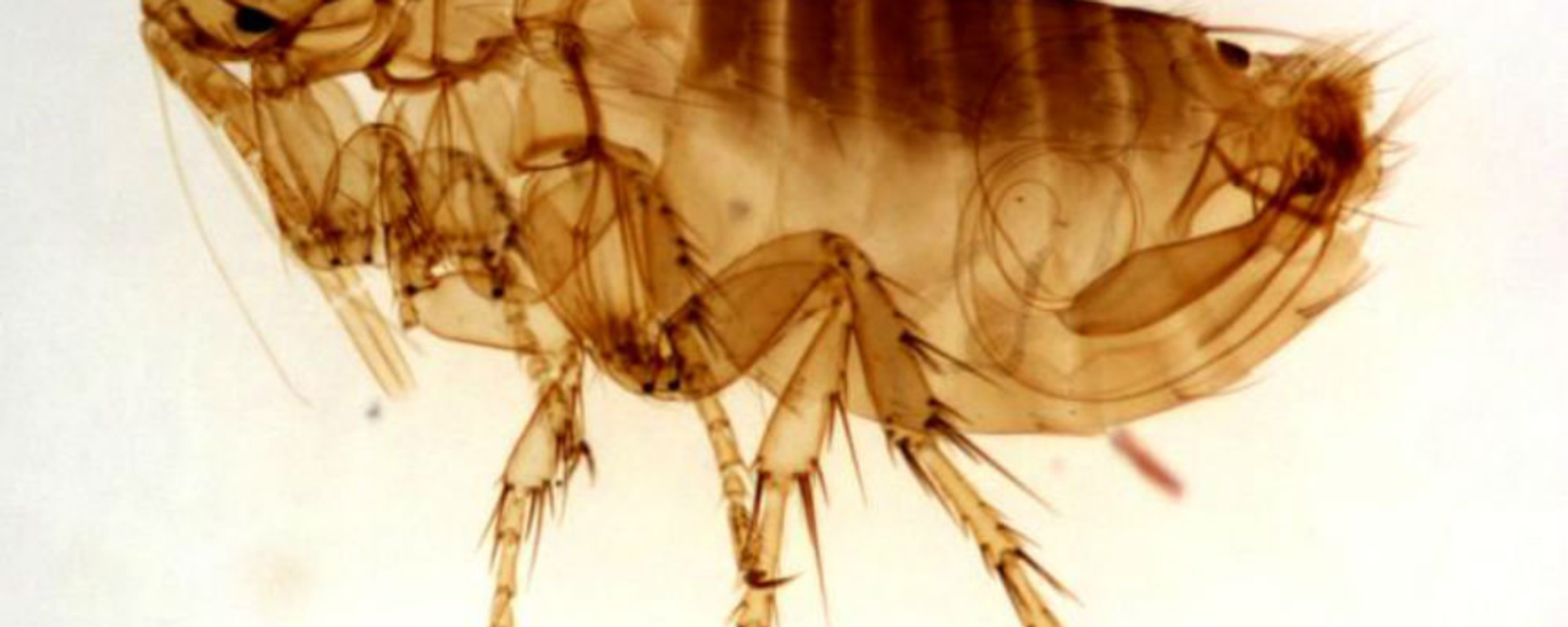 Una pulga, foto de archivo - Sputnik Mundo, 1920, 21.12.2020