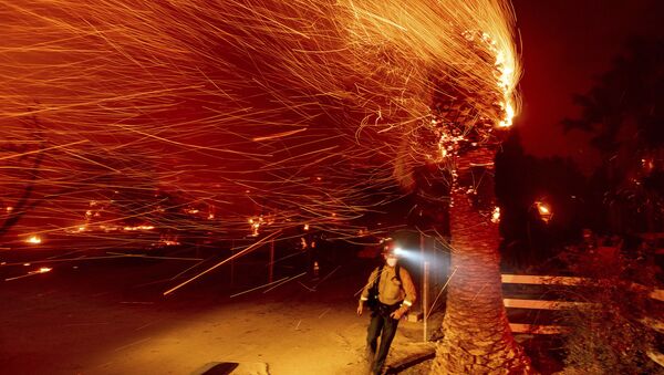 Пожарный проходит мимо горящего дерева во время тушения пожара в общине Сильверадо в Калифорнии - Sputnik Mundo