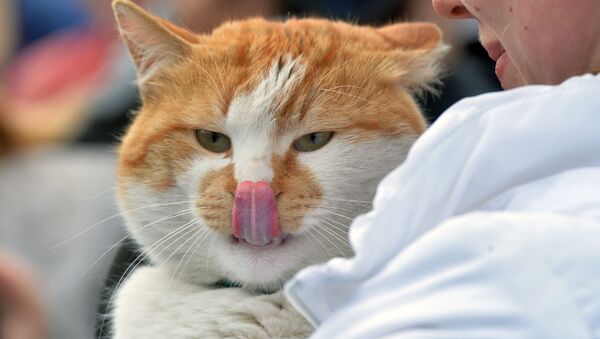 El gato Móstik, estrella de las redes sociales rusas - Sputnik Mundo