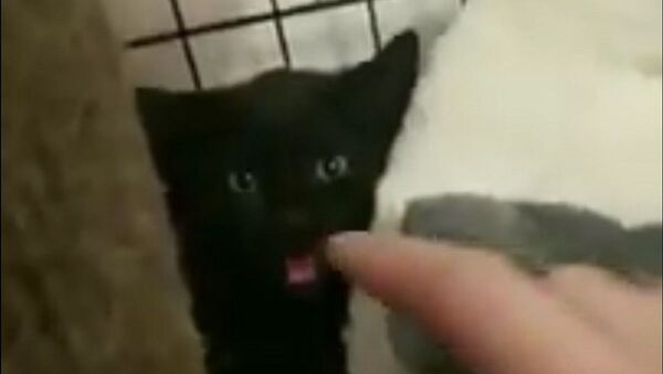 Este gatito se calma con un dedo - Sputnik Mundo