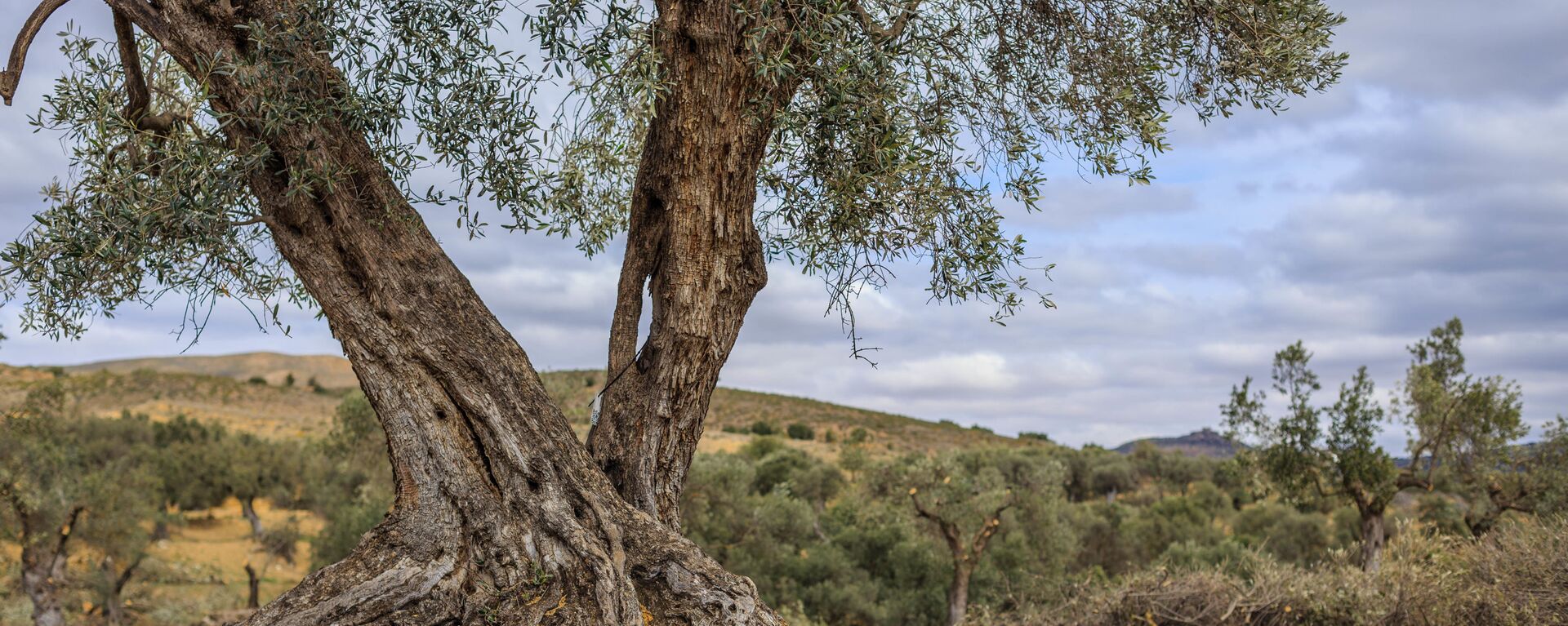 Un olivo en el pueblo de Oriete, en la provincia española de Teruel - Sputnik Mundo, 1920, 13.01.2021