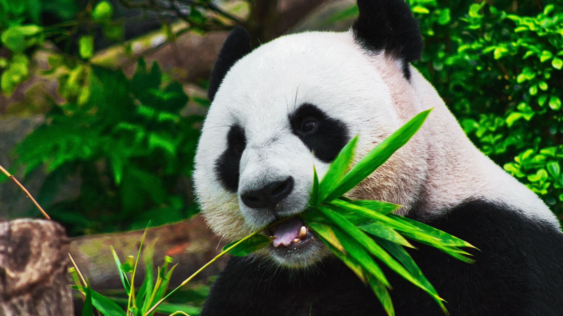 Cómo hizo China para salvar a los osos panda gigantes de la extinción? -  BBC News Mundo