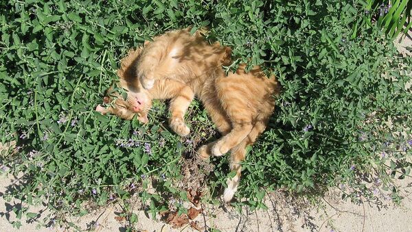 Gato revolcándose por hierba gatera  - Sputnik Mundo