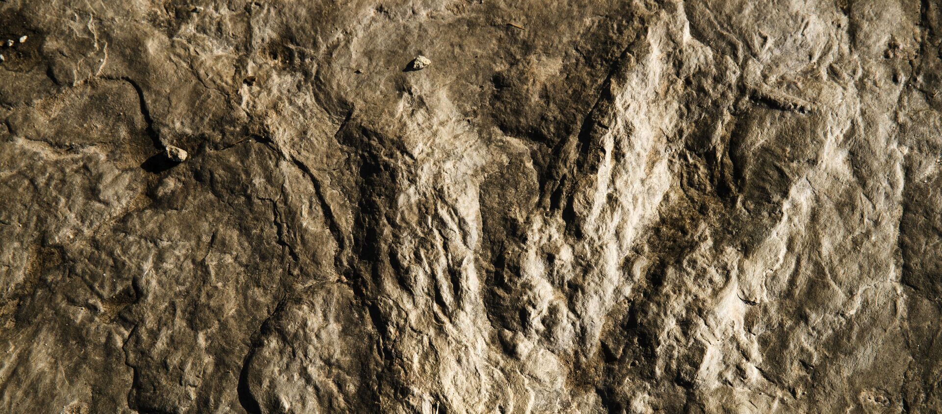 La huella fosilizada de un dinosaurio - Sputnik Mundo, 1920, 31.01.2021