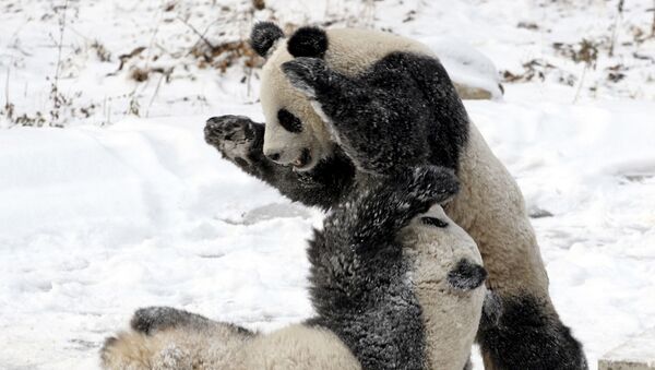 Unos pandas juegan en la nieve (archivo) - Sputnik Mundo