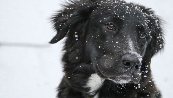 Un perrito en la nieve  - Sputnik Mundo