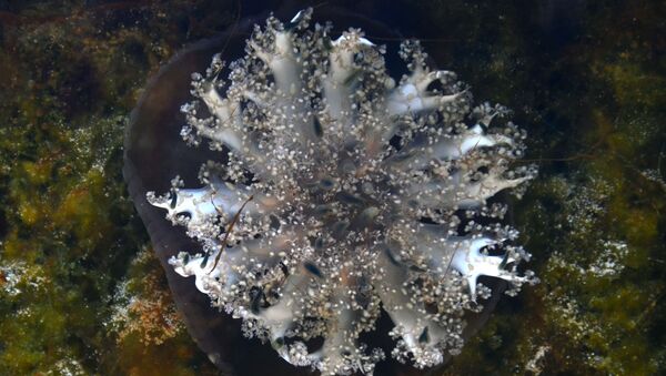 Una medusa invertida, foto de archivo - Sputnik Mundo
