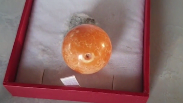 Un rara perla naranja, encontrada en Tailandia por unos pescadores - Sputnik Mundo