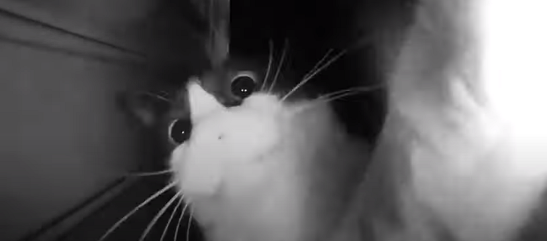 Un gato tocando el timbre  - Sputnik Mundo, 1920, 09.02.2021