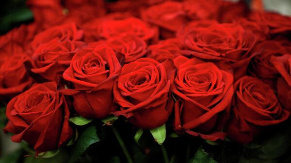 Flores para el día de San Valentín - Sputnik Mundo