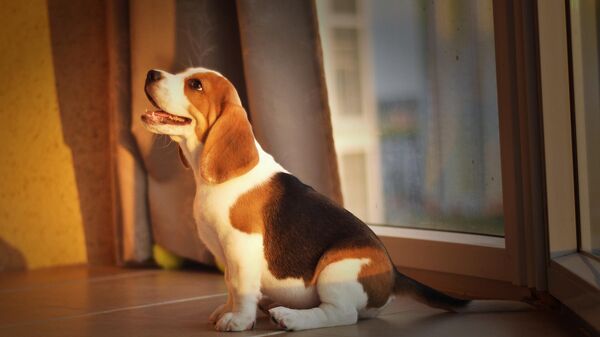 Un cachorro de raza beagle - Sputnik Mundo