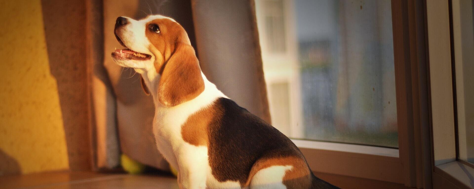 Un cachorro de raza beagle - Sputnik Mundo, 1920, 13.02.2021