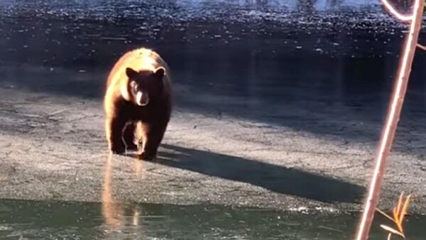 Un oso vive intensos momentos sobre el fino hielo - Sputnik Mundo