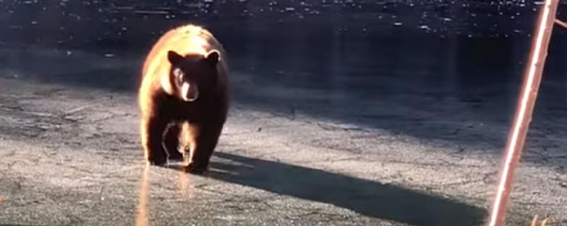 Un oso vive intensos momentos sobre el fino hielo - Sputnik Mundo, 1920, 17.02.2021