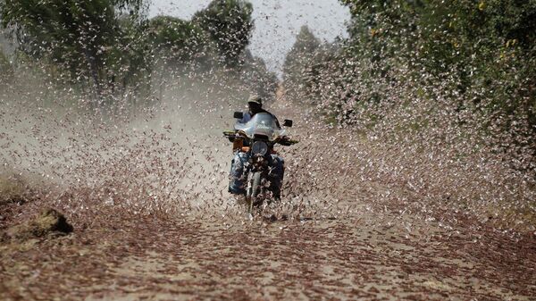 Un hombre que conduce una motocicleta atraviesa un enjambre de langostas del desierto cerca de la ciudad de Rumuruti (Kenia). - Sputnik Mundo