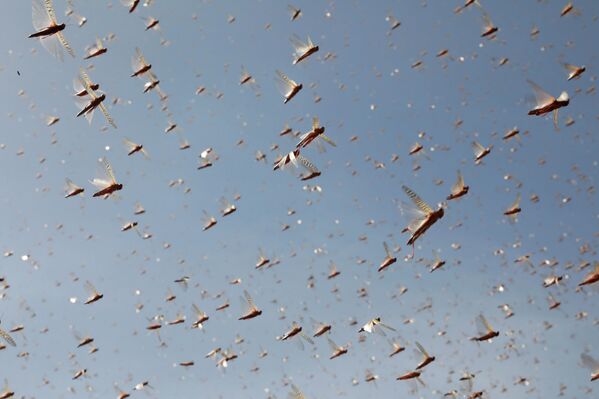Las langostas del desierto vuelan cerca de la ciudad de Rumuruti (Kenia). - Sputnik Mundo