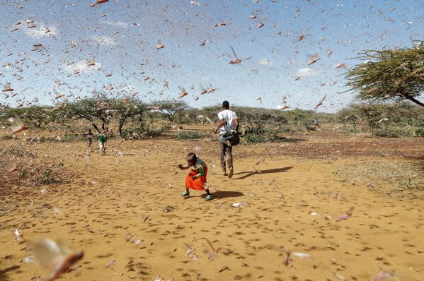 Un niño intenta ahuyentar un enjambre de langostas del desierto en Naiperere, cerca de la ciudad de Rumuruti (Kenia).
 - Sputnik Mundo
